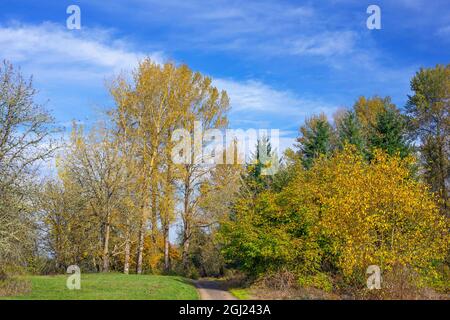 USA, Oregon. Willamette Mission state Park, un ampio sentiero conduce verso cottonwood nere colorate in autunno che si innalzano sopra arbusti e alberi circostanti. Foto Stock