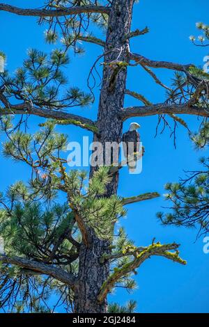 Aquila calva, Bend, Oregon, Stati Uniti Foto Stock