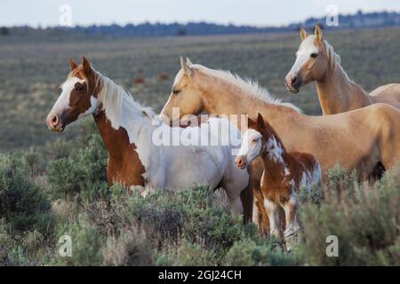 Cavalli selvatici; Mustang Foto Stock