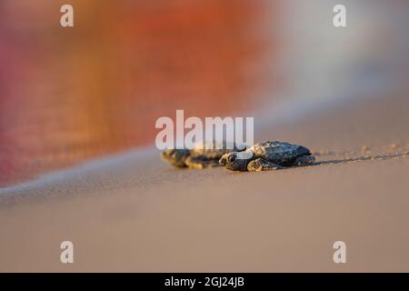 Kemp's Ridley Turtue Mare (Lepidochelys kempii) hatchling Foto Stock