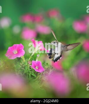 Ruby-throated Hummingbird (archilochus colubris), femmina in volo su alimentazione fiori di petunia, Hill Country, Texas, Stati Uniti d'America