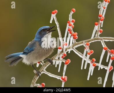 Western Scrub-Jay (Aphelocoma californica), adulto che chiama su ramo ghiacciato di Possum Haw Holly (Ilex decidua) con bacche, Hill Country, Texas, USA Foto Stock