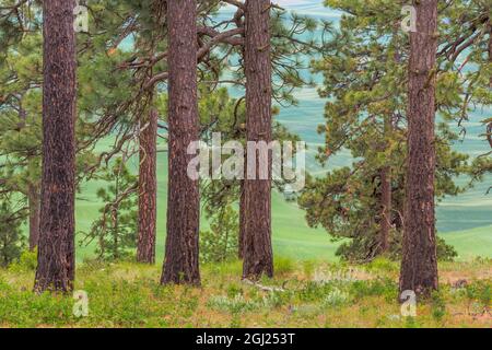 USA, Washington, Palouse Hills. Pineta panoramica. Credit as: Don Paulson / Galleria Jaynes / DanitaDelimont.com Foto Stock