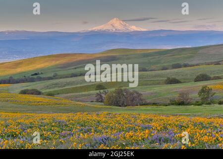 Sunrise e Mt. Il cofano Spingtime bloom con campi di massa di lupino, freccia Balsalmroot foglia vicino Dalles Mountain Ranch del Parco Statale di Washington Foto Stock