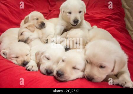 Cucciolata di un mese vecchie gialle Labrador cuccioli. (PR) Foto Stock