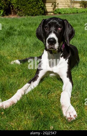 Issaquah, stato di Washington, Stati Uniti. Sei mesi di età Puppy grande Dane che riposa nel suo cortile, mostrando le sue gambe lunghe con zampe enormi per la sua taglia generale. Foto Stock