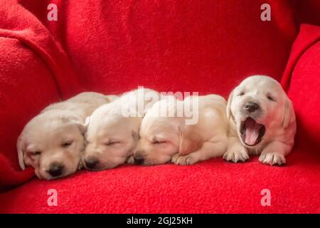 Cucciolata di un mese vecchie gialle Labrador cuccioli. (PR) Foto Stock