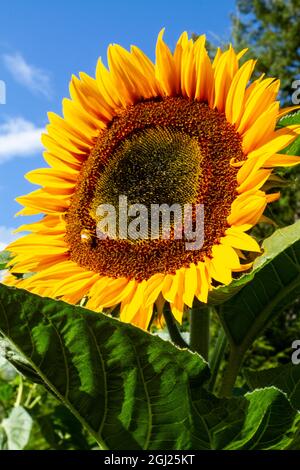 Stati Uniti, stato di Washington, Bremerton. Ape su un girasole grande. Foto Stock