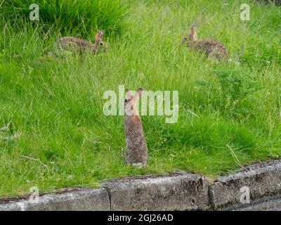 Stato di Washington. Conigli, cottontail orientale nell'erba Foto Stock