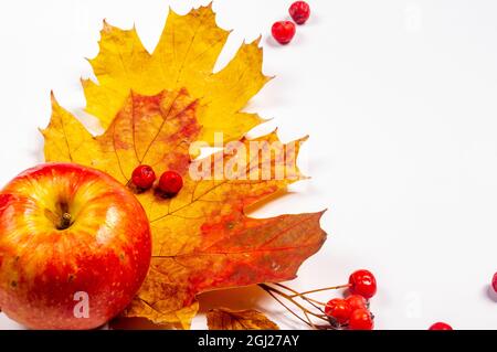 Composizione autunnale dell'arte - varie foglie secche, zucche, frutta, bacche di rowan su sfondo bianco. Autunno, autunno, Halloween, giorno di ringraziamento concetto Foto Stock