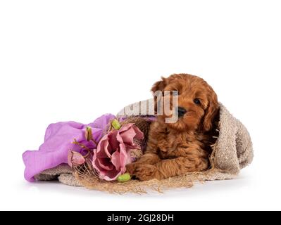 Adorabile cucciolo di Cobberdog aka cane Labradoodle, avvolto in coperta con sciarpa e fiori finti. Guardando direttamente verso la fotocamera. Isolato su un bianco Foto Stock