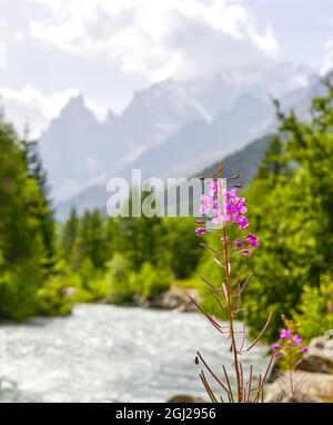 Fiore spontaneo Epilobium o garofano maggiore in una foresta di montagna, noto anche come erba di Sant'Antonio. Massiccio del Monte Bianco visto dalla Dora Baltea, Foto Stock