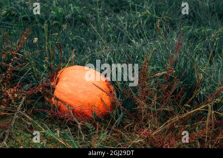 Zucca singola in erba verde con rugiada del mattino. Cambiamento stagione sfondo autunno Foto Stock