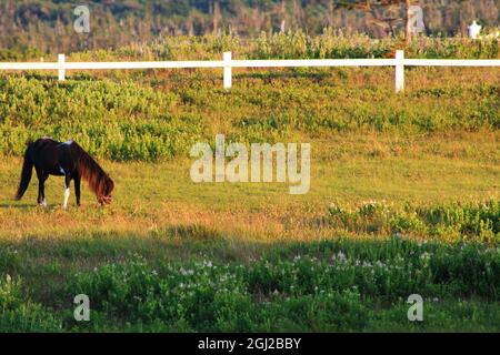 Un piccolo cavallo che pascola in un campo, al tramonto Foto Stock