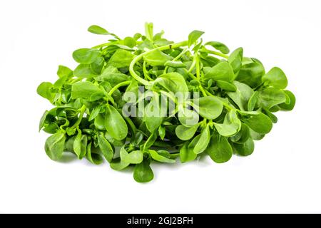 Fresco Purslane isolato su sfondo bianco. Erbacce commestibili Foto Stock