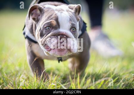 Bulldog razza cane all'aperto Foto Stock