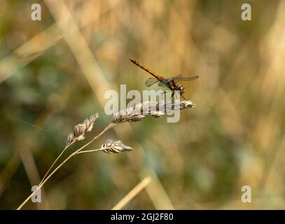 Il Darter comune è una specie comune e spesso visto volare più tardi nella stagione rispetto alla maggior parte delle altre libellule. I maschi sono territoriali e tendono a per Foto Stock