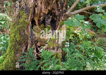 Primo piano su un buco a forma di cuore in un tronco di albero morto e decadente Foto Stock