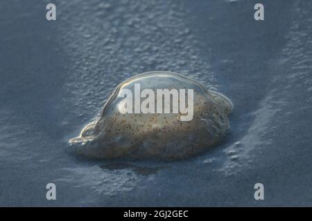 Le meduse sono creature marine velenose Foto Stock