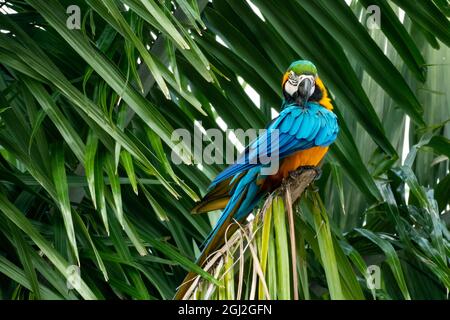 Macaw blu e giallo (ara ararauna) che si preda. Uccello che si aggirano nell'albero. Piume per la pulizia dei pappagalli. Foto Stock