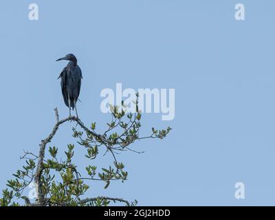 Little Blue Heron in piedi sul ramo superiore di un albero di quercia Florida vivo su uno sfondo blu cielo. Foto Stock