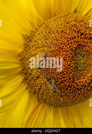 testa di girasole e due api di miele che raccolgono nettare su di esso Foto Stock