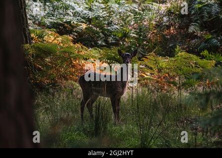 Giovane Fawn che fa colazione Foto Stock