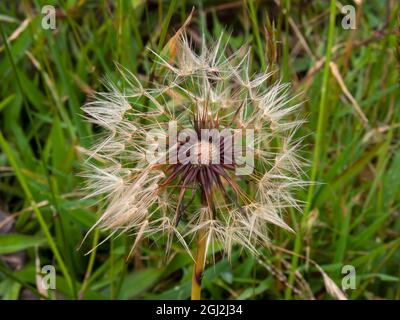 Macro fotografia di una testa di seme di dente di leone, catturata in un campo vicino alla città di Arcabuco, nella Colombia centrale. Foto Stock