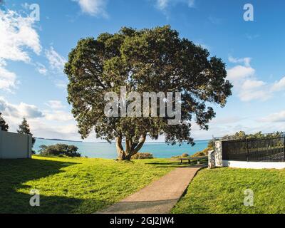 AUCKLAND, NUOVA ZELANDA - 03 settembre 2021: Vista dell'albero di pohutukawa sulla riva del mare a Howick. Auckland, Nuova Zelanda - 3 settembre 2021 Foto Stock
