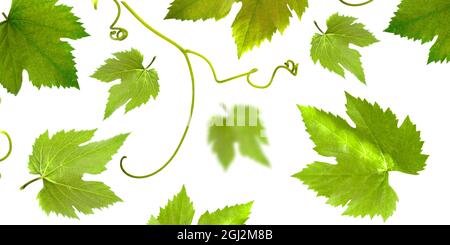 Foglie d'uva su sfondo bianco. Motivo a foglia d'uva Foto Stock