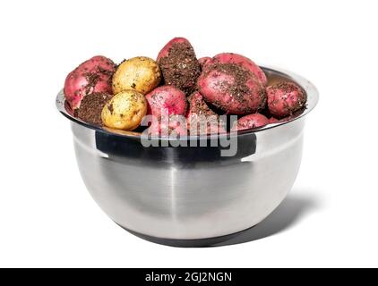 Patate fresche scavate in una grande ciotola appena raccolta. Contenitore in acciaio inox con patate crude di medie dimensioni rosse e gialle ancora ricoperte di soi Foto Stock