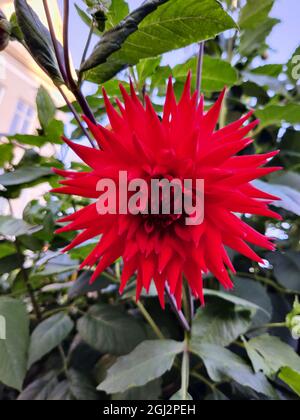 Primo piano verticale di Dahlia Witteman's Best. Foto Stock