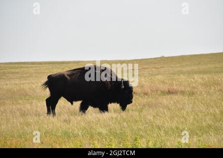 Lone pascolo bisonte su una prateria erbosa in South Dakota. Foto Stock