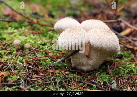 Particolare del paffball comune - fungo commestibile Foto Stock