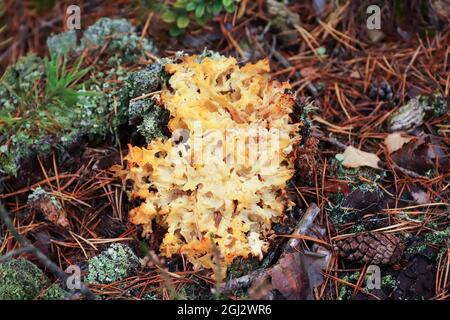 Sparassis crispa talvolta chiamato fungo cavolfiore - delizioso fungo commestibile Foto Stock
