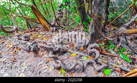 Radici cresciute pazzi in un cerchio nella foresta tropicale a Koh Samui in Surat Thani Thailandia. Foto Stock