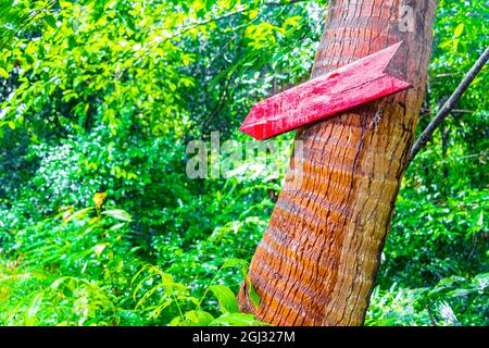 Segnale di direzione in legno rosso per la foresta pluviale tropicale della giungla a Koh Samui in Surat Thani Thailandia. Foto Stock