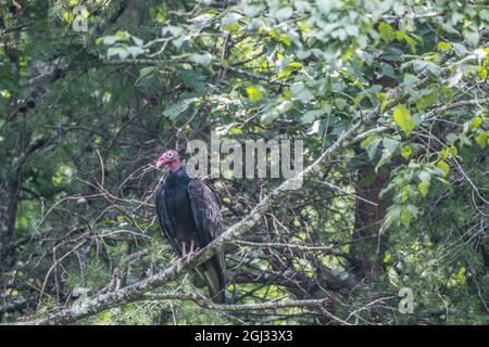 Grande tacchino avvoltoio appollaiato su un arto albero riposante tranquillamente guardando intorno in una giornata luminosa di sole in estate nella foresta Foto Stock