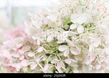 Sfondo naturale pastello di fiori bianchi di hydrangea. Colori bianco, rosa e menta. Primo piano petali e fiori di hydrangea. Sfondo floreale hortensia. Foto Stock