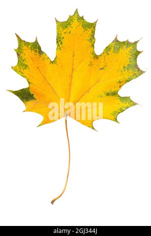 Foglia di acero autunno isolato su sfondo bianco. Foglia di acero giallo con bordi verdi come elemento decorativo di design Foto Stock