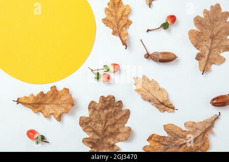 Composizione minima autunno. Corona di ghiande, foglie di quercia dorata e bacche rosse su sfondo bianco. Mockup cornice cerchio giallo per il testo. Carta bianca. Foto Stock