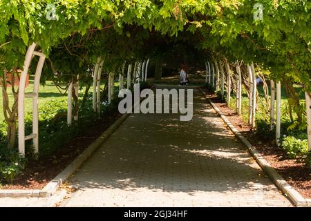 Scatto di un sentiero tra file di alberi in un parco in una giornata di sole Foto Stock