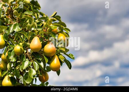 Pera gialla che cresce su albero di frutta a fine estate con spazio copia sul lato Foto Stock