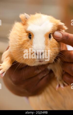 Maiale di Guinea in un vivaio. Foto Stock