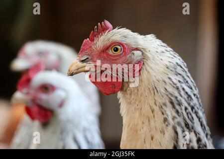 Polli su una fattoria, concetto di pollame. Gallina bianca in una coop Foto Stock