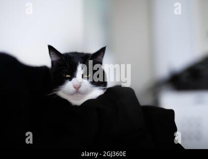 Primo piano di un gatto bianco e nero, seduto dietro il tessuto nero. Aspetto arrabbiato / grumpy. Foto Stock