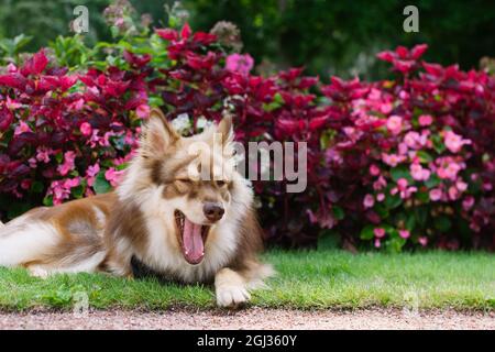 Cane sbadiglio e sdraiato su erba in un giardino, fiori sullo sfondo. Foto Stock