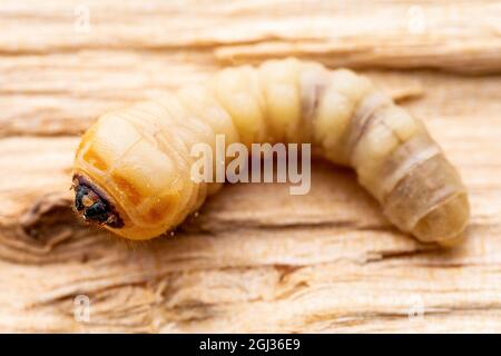 Verme di legno, corteccia di legno o taglierina di legno Beetle Scolytinae parassita insetto Worm Larva Maggot Plant Pest Macro Foto Stock