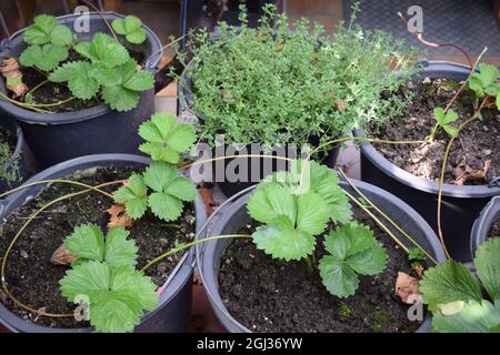 piante di fragola che crescono nuove Foto Stock