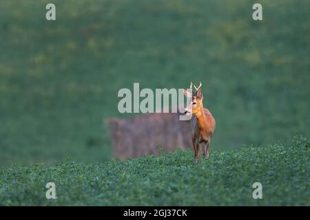 Capriolo (Capreolus capreolus) su prato verde Foto Stock
